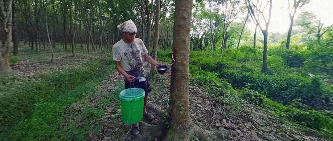 natural-rubber